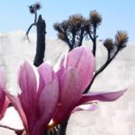 Mojave Ghost — изображение 2