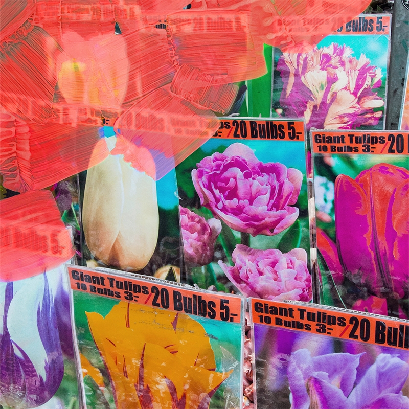 La Tulipe — изображение 2